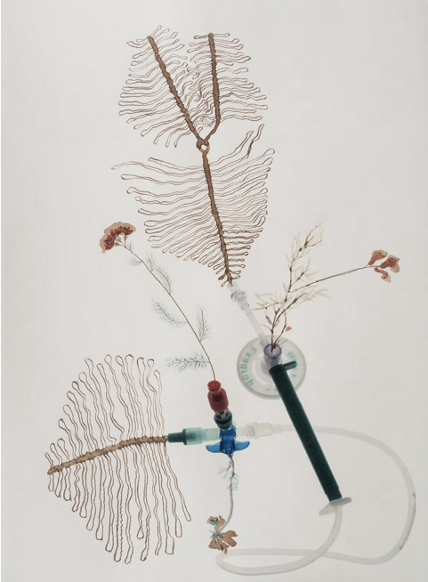 Petroflora 4