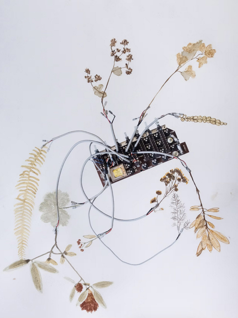 Petroflora 10