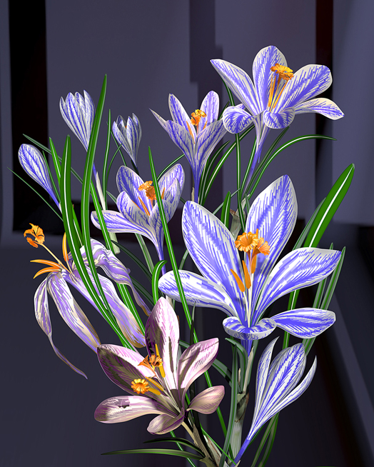 Krokus Krokus