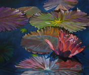 Water Lilies 7
