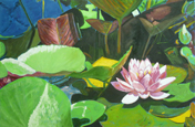 Water Lilies 12