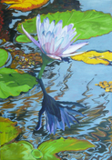 Water Lilies 15