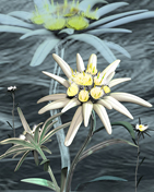 Edelweiss