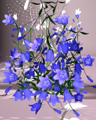 Glockenblume