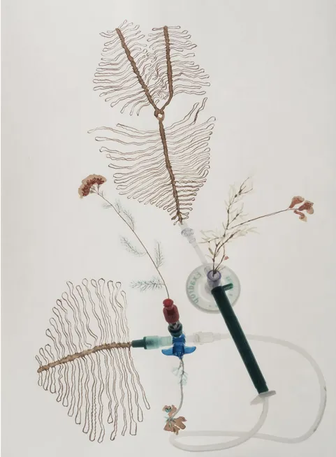 Petroflora 4