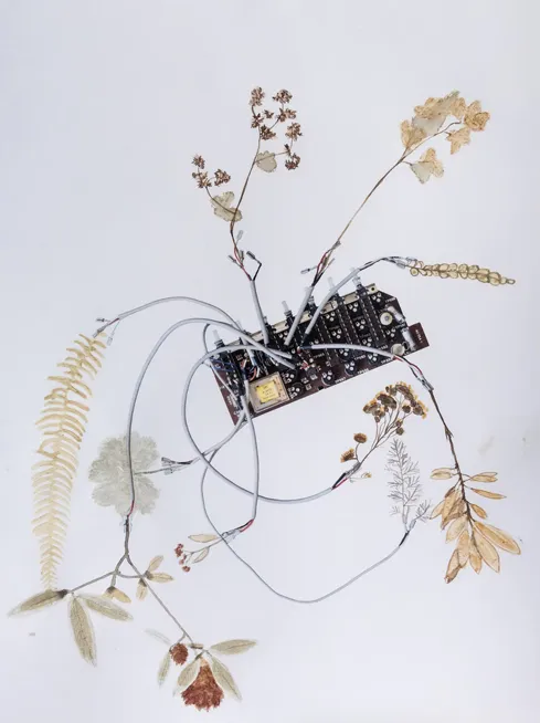 Petroflora 10